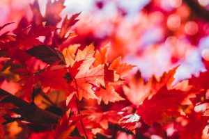 home landscaping encourages Autumn leaves